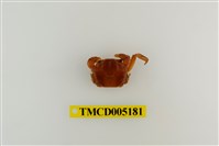 藏品(臺灣扁絨螯蟹)的圖片
